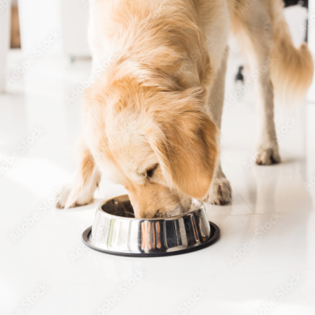 Dog clearance meat delivery