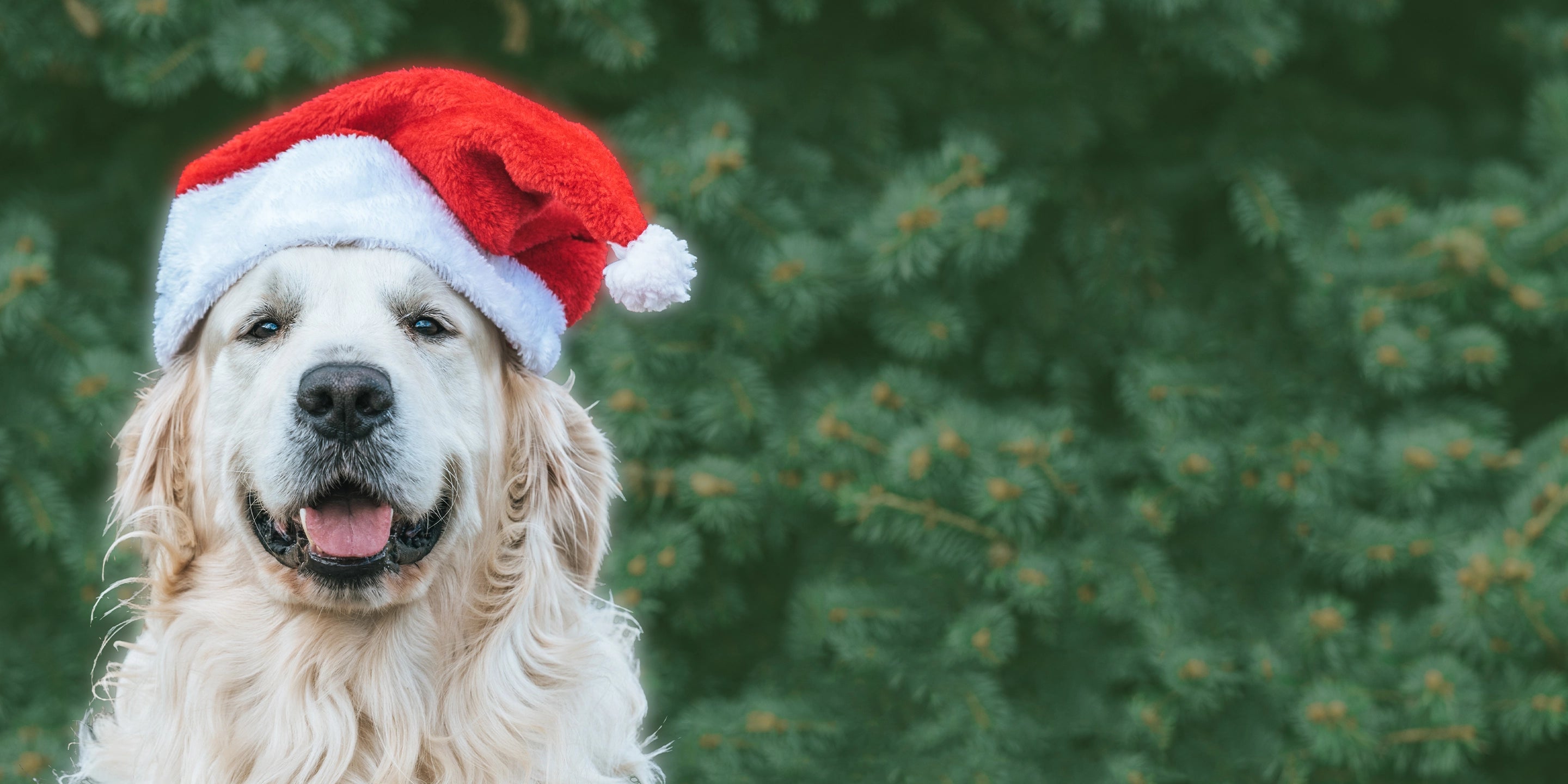 Santa Paws Approved!
